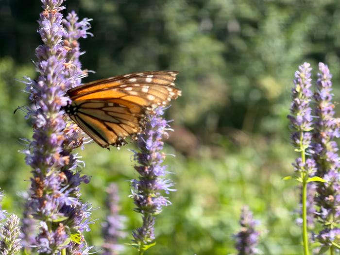 Checking out the anise hyssop.