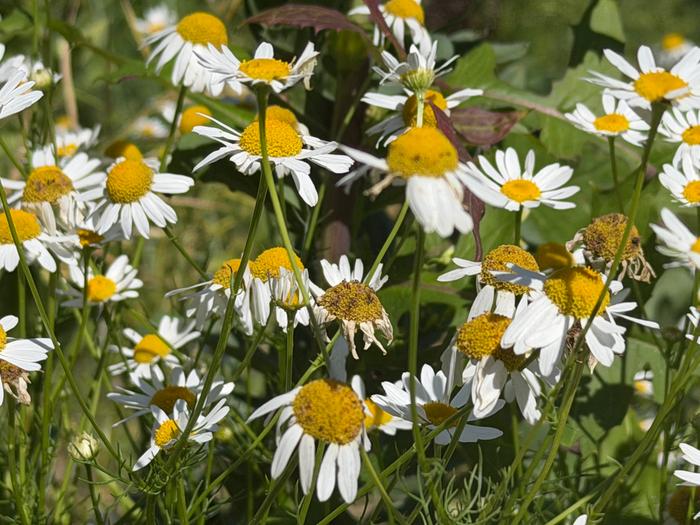 more daisies