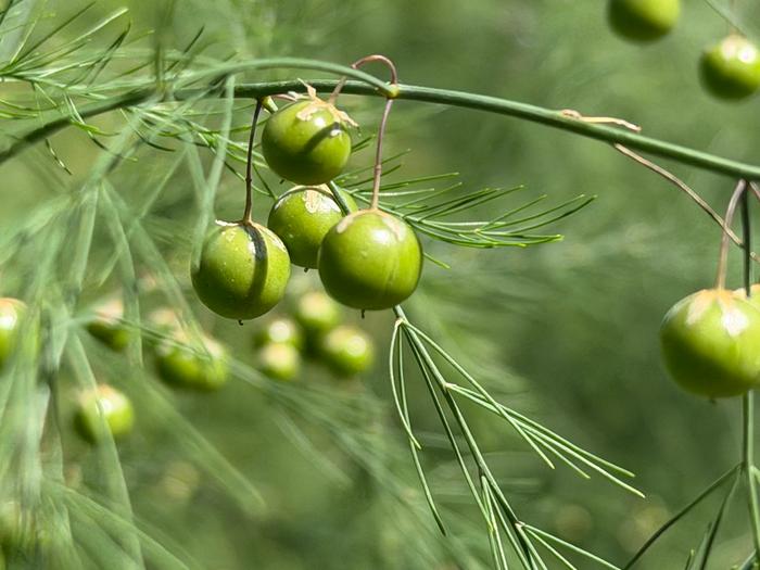 asparagus berries forming