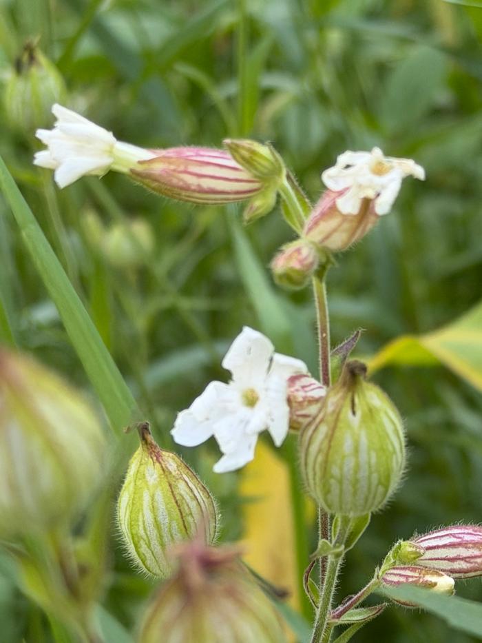 bladder campion