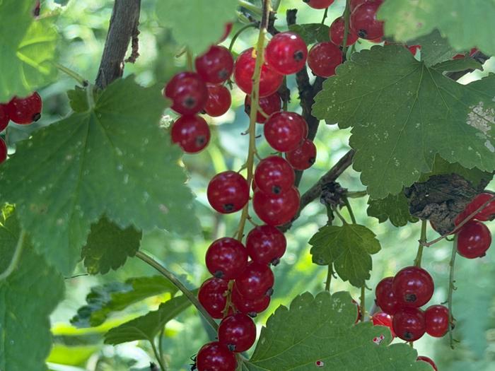currants