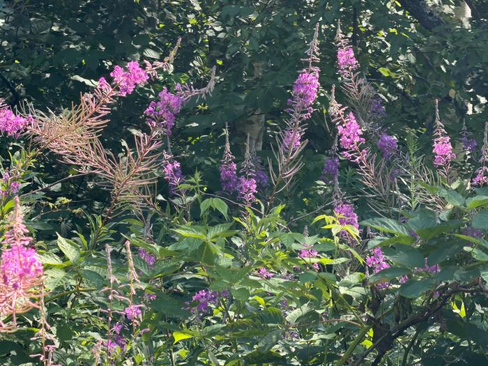 growing out of the runaway bramble