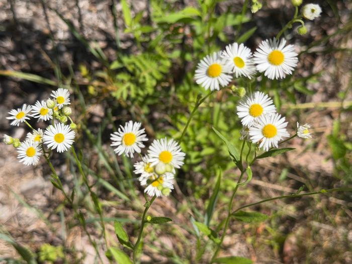 a different daisy