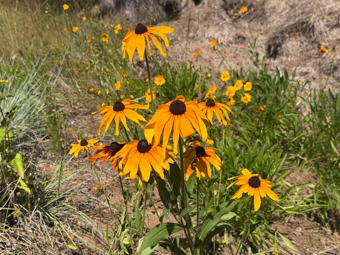 Black-eyed Susans