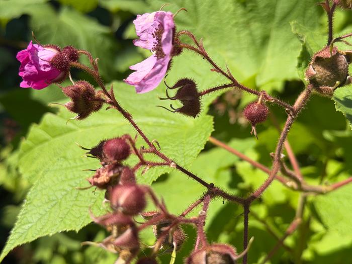 Thimbleberries