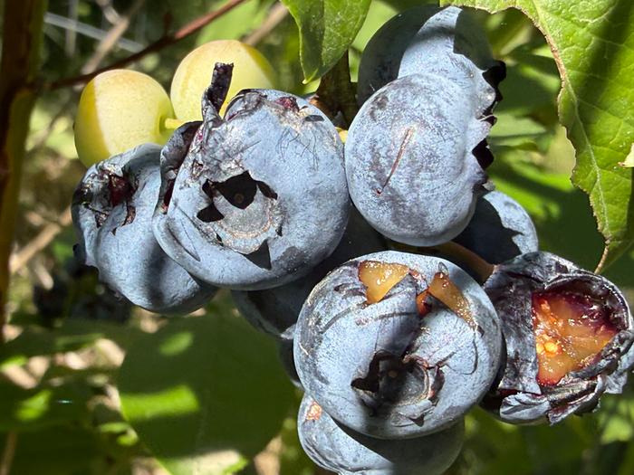 The blueberry bushes are producing berries for the first time this year.