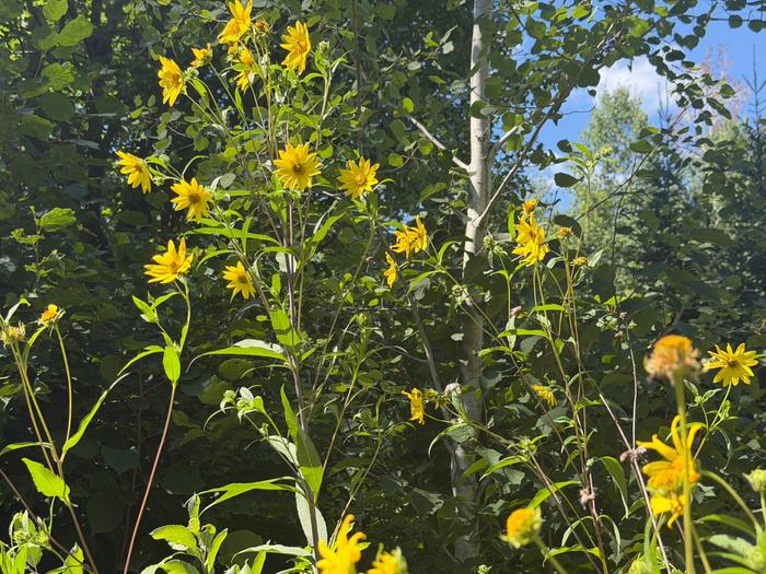 Another sunflower that came up in the blueberry patch and is too pretty to eliminate.