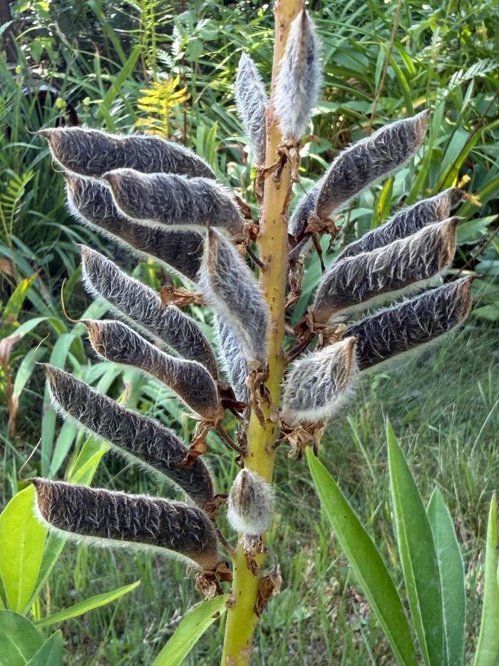 Lupine seeds so that I can distribute them a bit.