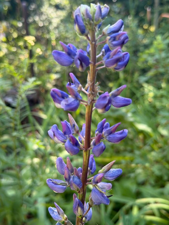 Wild lupine just appeared this year for the first time.