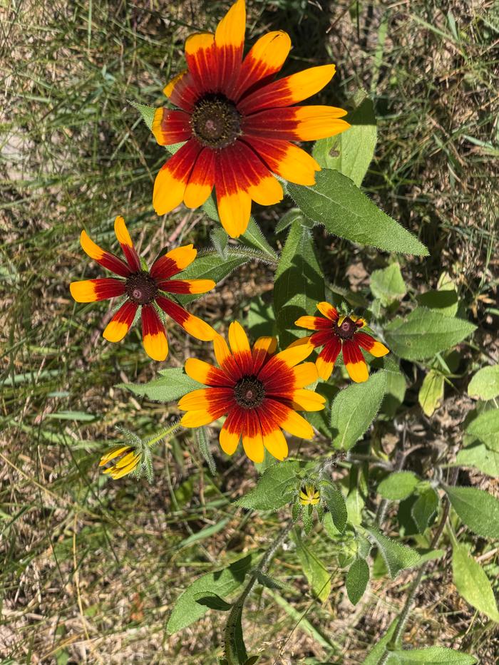 my plant-ID app says these are Black-eyed Susans, but it's the only plant here that's fancy.