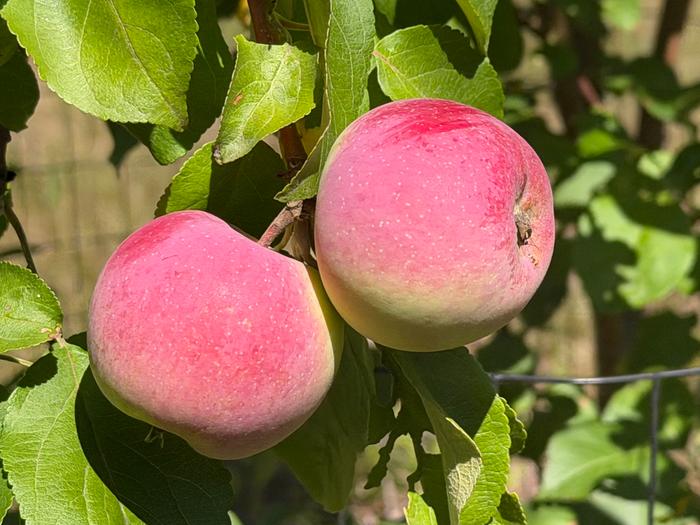 Apples are warming up.