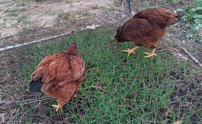 Oat under box spring for chicken grazing