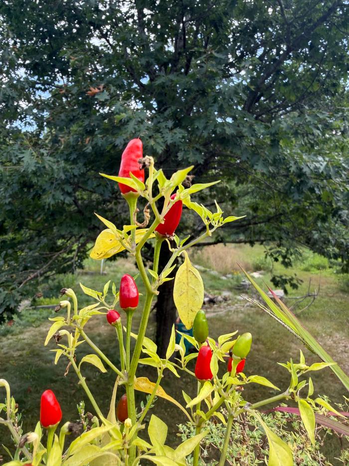 Little Thai chiles on my deck