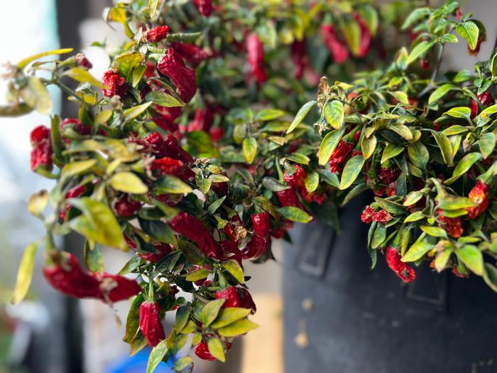 Soon to be red pepper flakes.