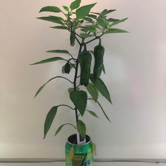 Sishitos growing in a pop can on my desk at work a few years ago.