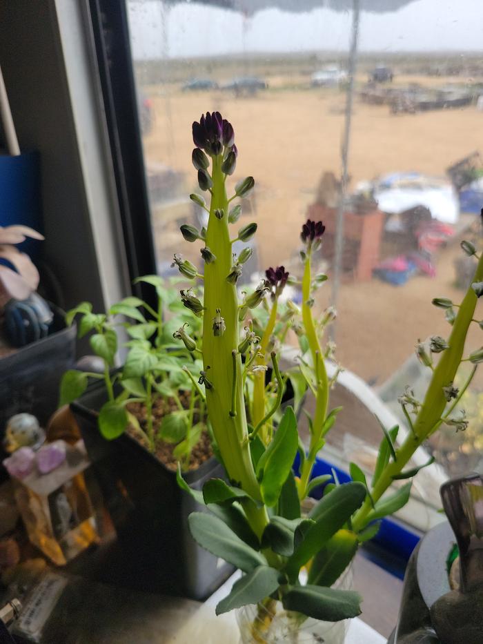 The beautiful desert candlestick only blooms once in its lifetime...a reminder of how precious every moment is.