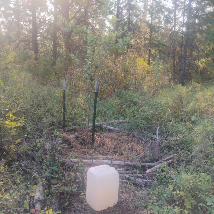 watering some saplings with a trickle jug