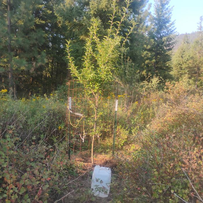 watering a fruit tree with a trickle jug