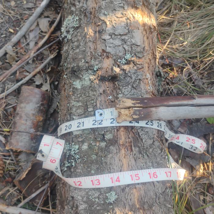A measuring tape around a junk pole beofre it is debarked