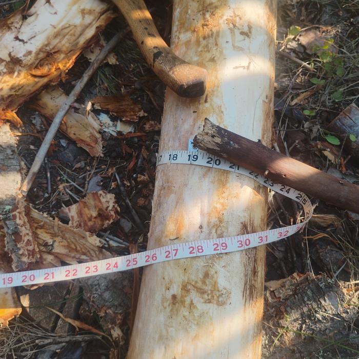 the same tape measure around the debarked junk pole