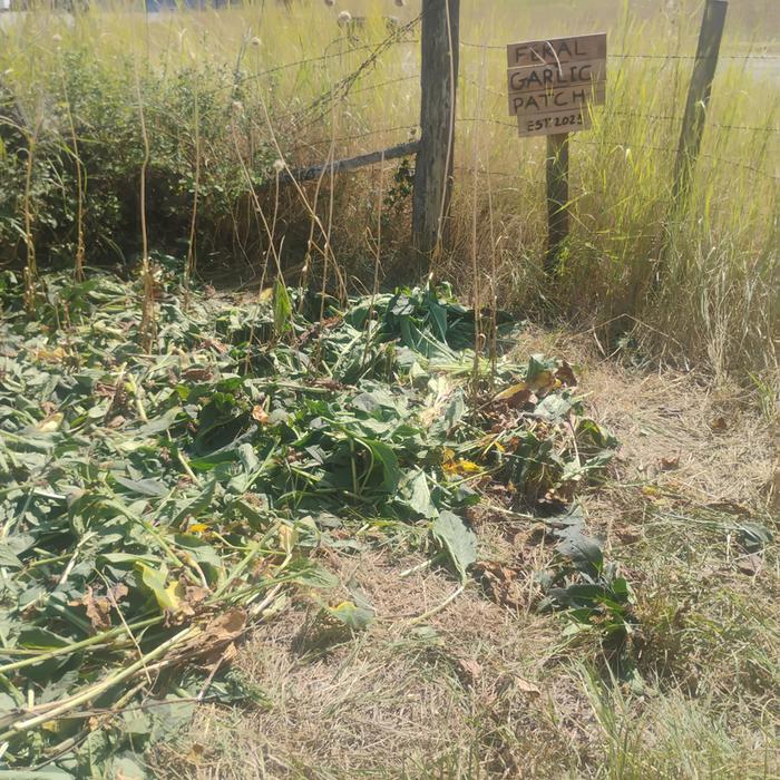 The feral garlic patch at Wheaton Labs