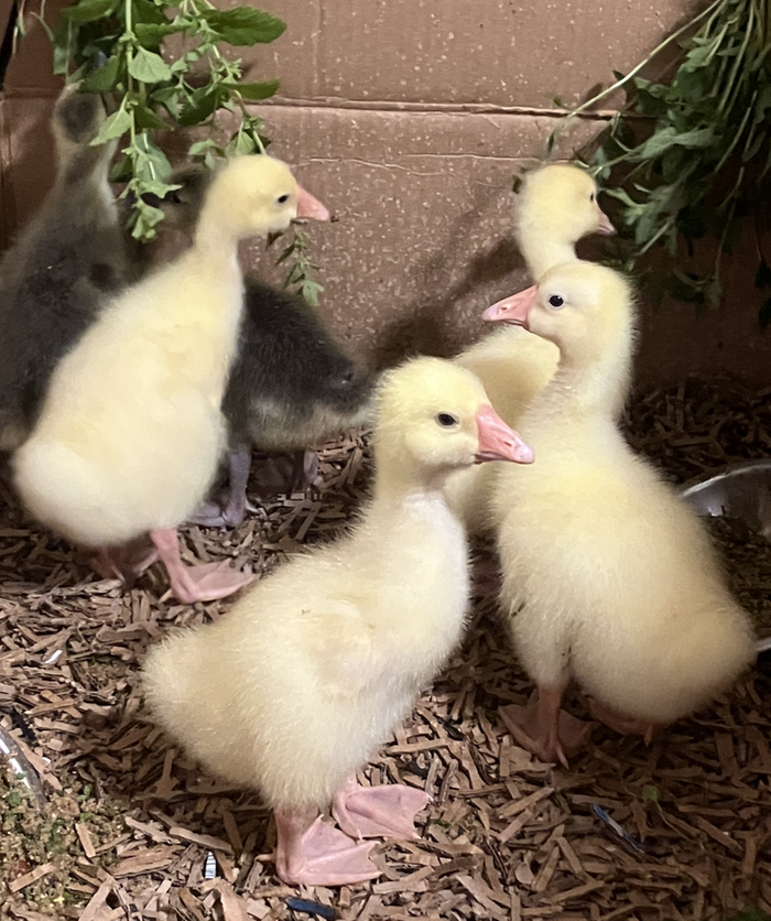 [Thumbnail for Goslings-on-shreds.png]