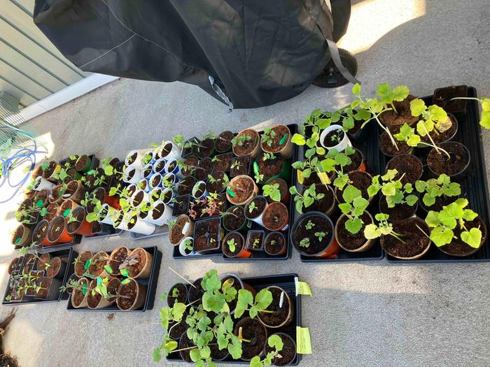 [Thumbnail for Plant_Seedlings_051224.jpg]