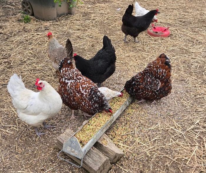 [Thumbnail for Chickens_Trough.jpg]