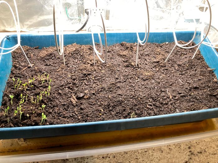 Fenugreek is up!