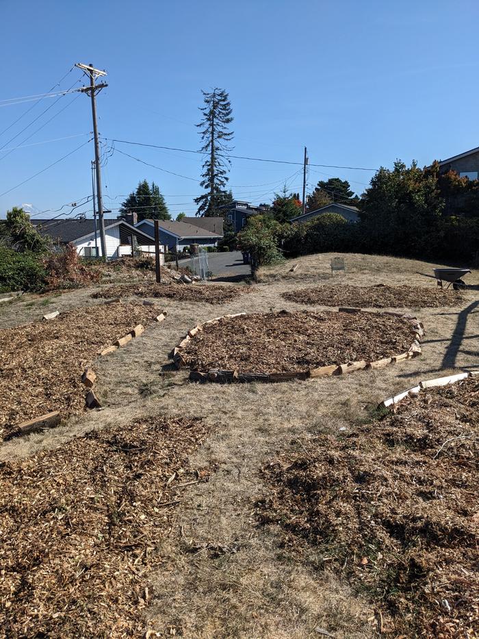Last fall, building mulch islands for food forest