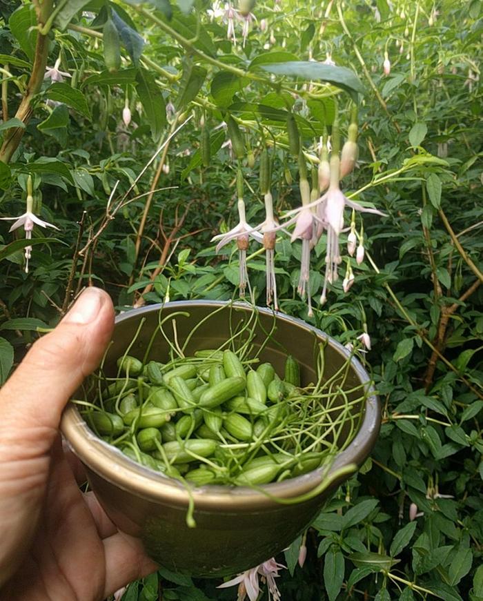 picking fuchsia berries