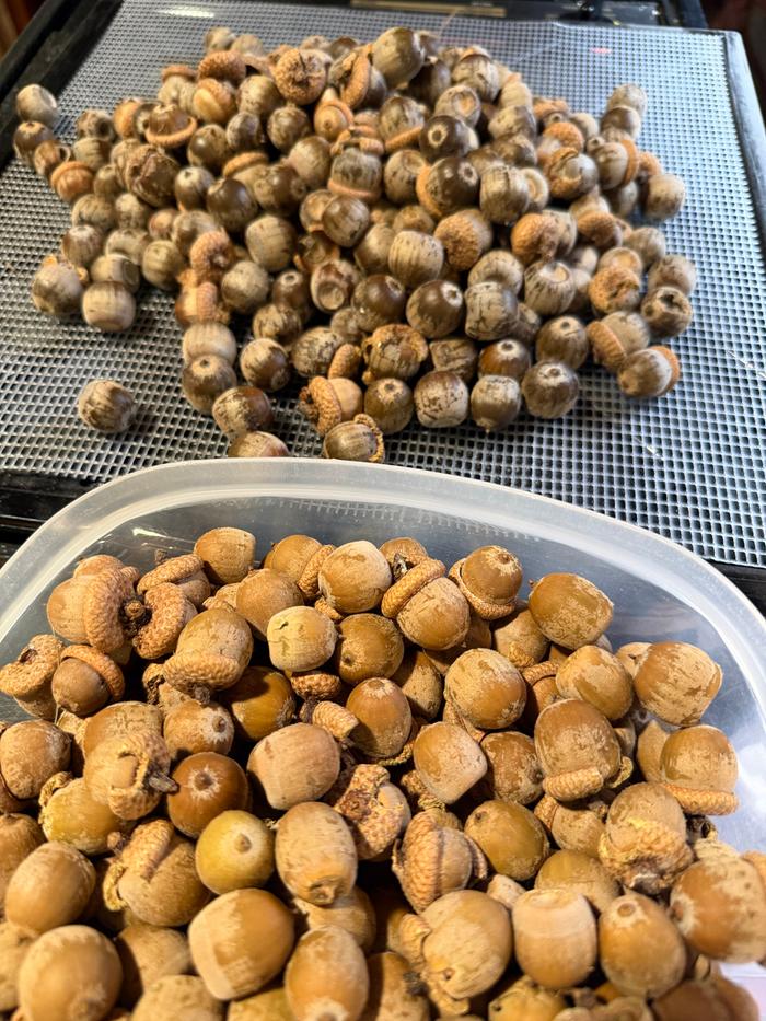 Dry vs very dry