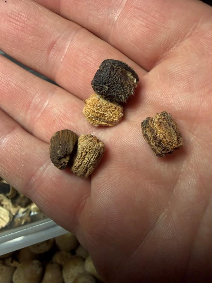 Nut variation 