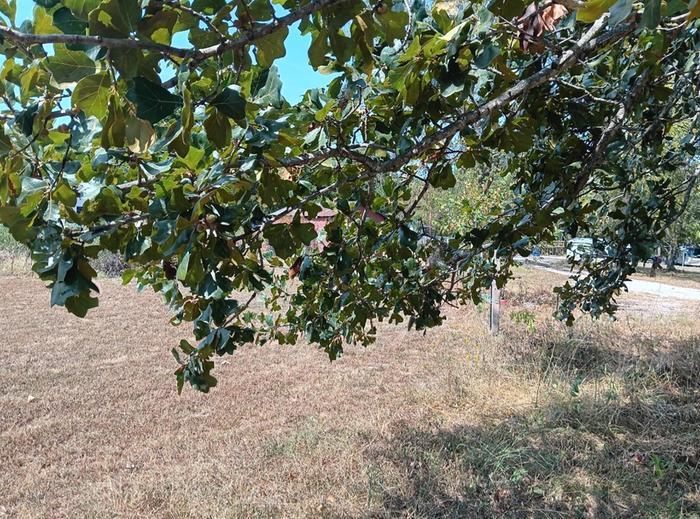 Droopy blackjack oak branches 