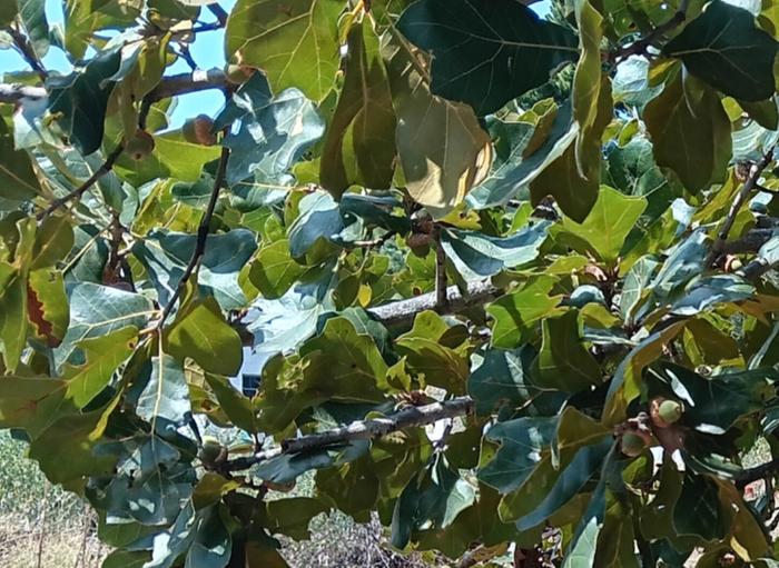Acorns 
