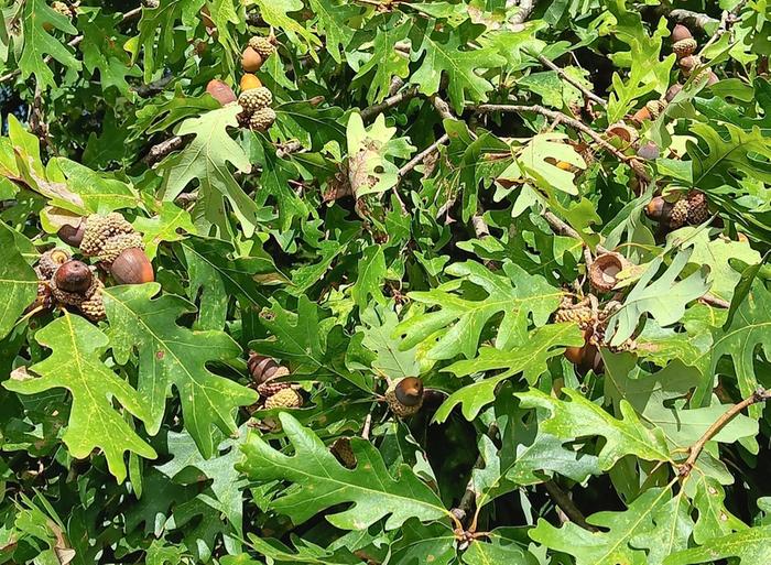 White oak tree loaded