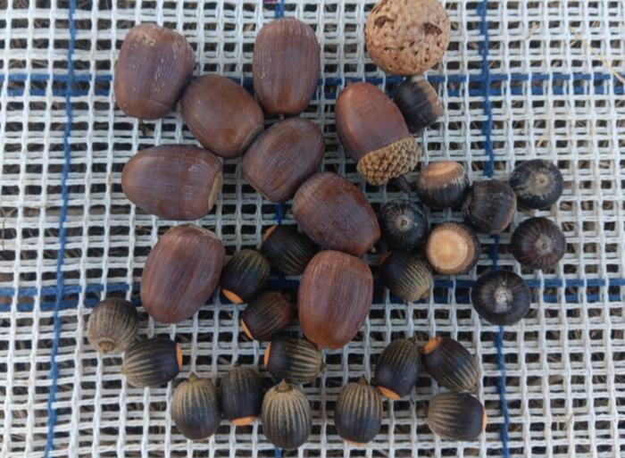 Acorns from white oak, pin oak, blackjack oak. Post oak still green 