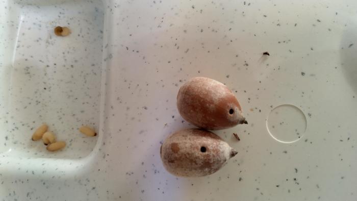 weevil grubs with holes