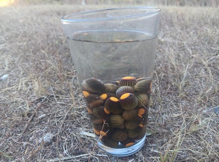 Acorn floating test