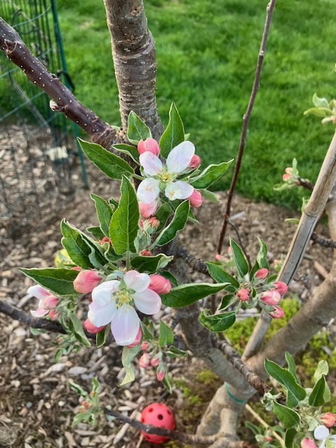 [Thumbnail for Columnar_Apple_Flowers.jpeg]