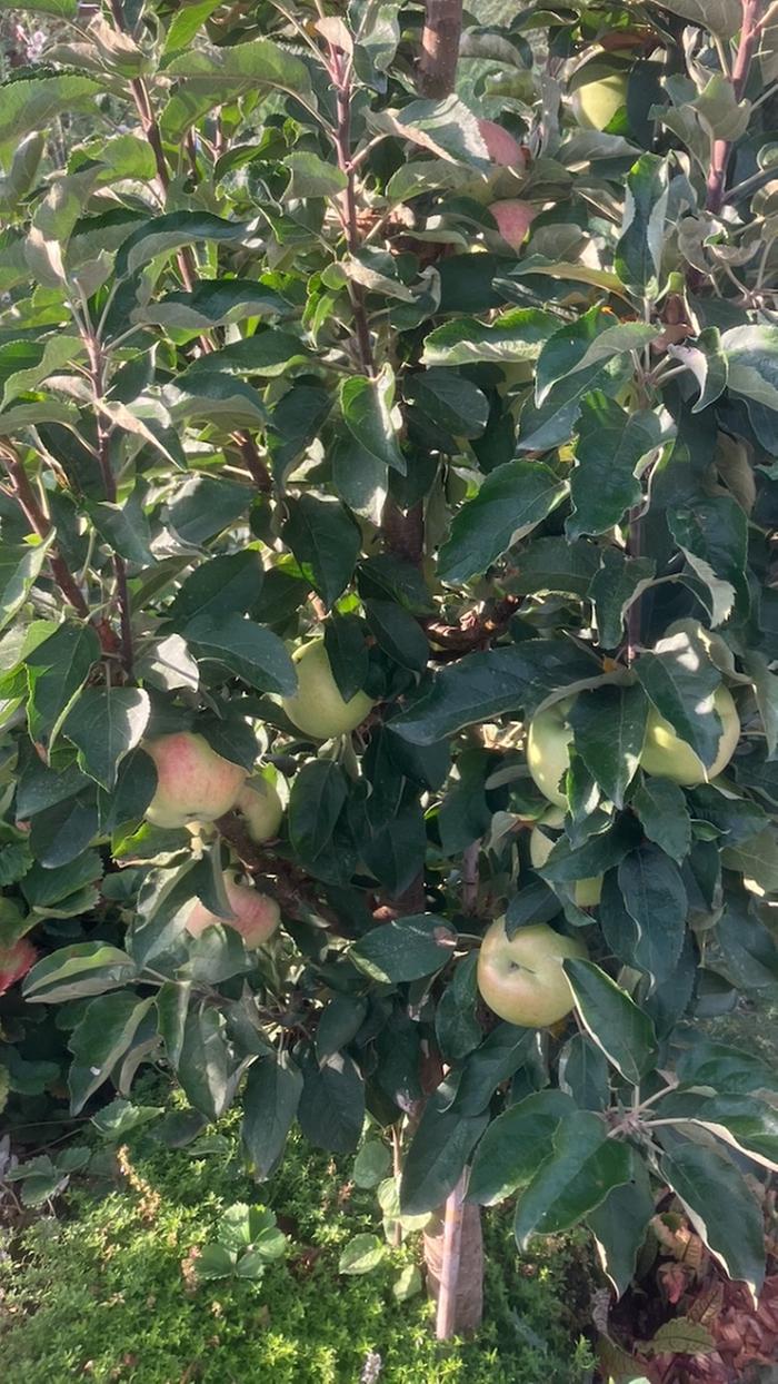 [Thumbnail for Columnar_Apple_-2yrHarvest.jpeg]