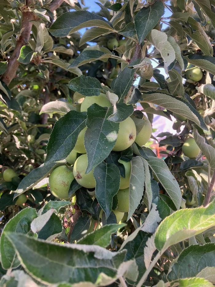 [Thumbnail for Columnar_Apple_-3yrHarvest.jpeg]