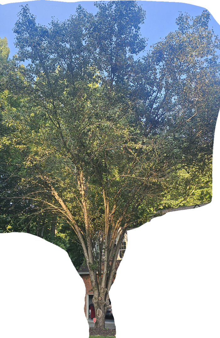 [Thumbnail for tree.png]