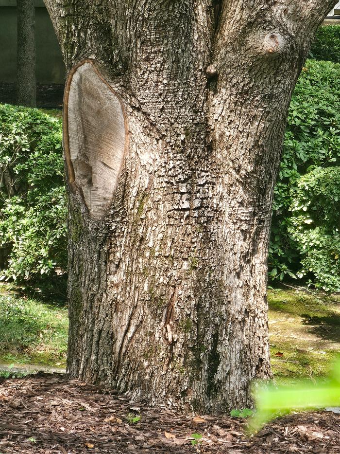 The trunk of a big old tree