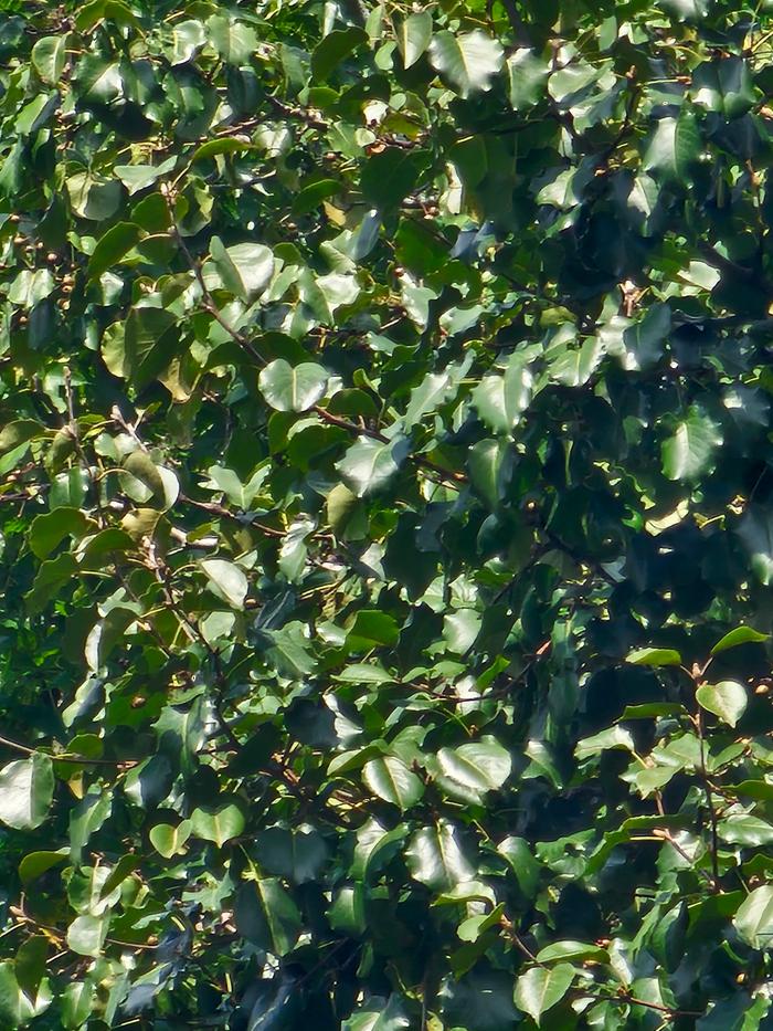 Ovate glossy green leaves
