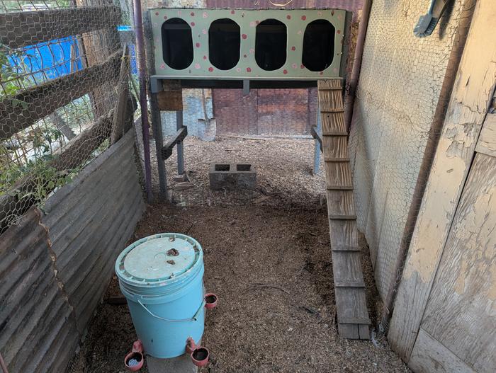In the coop
