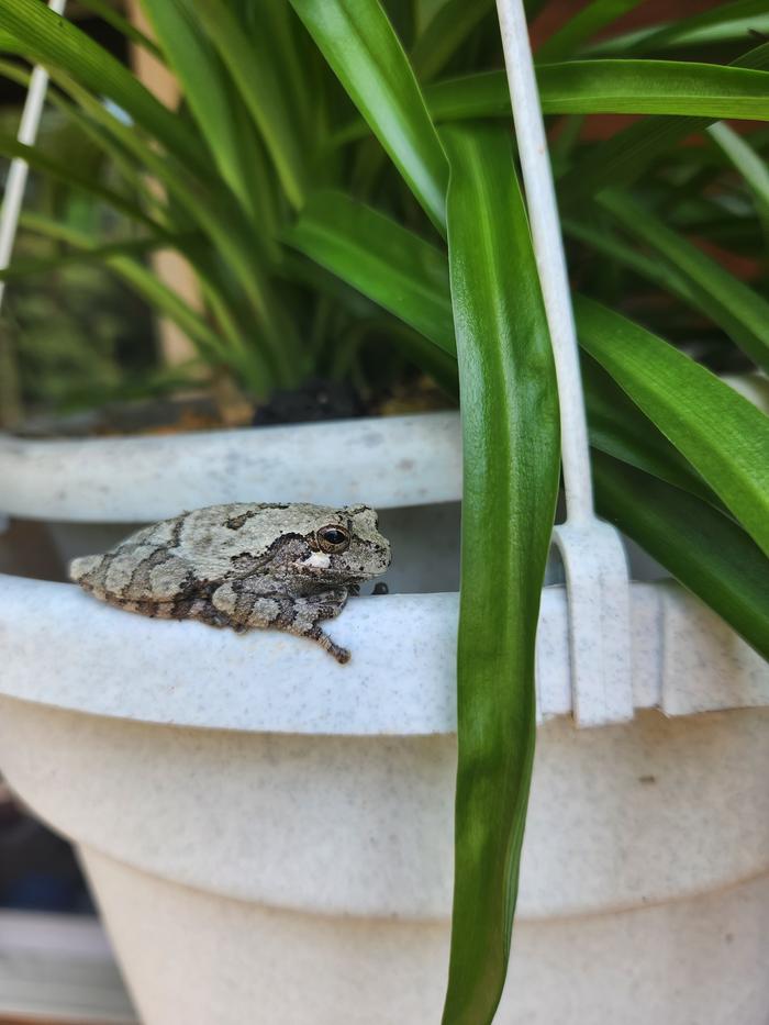 This little one has a LOVELY singing voice!