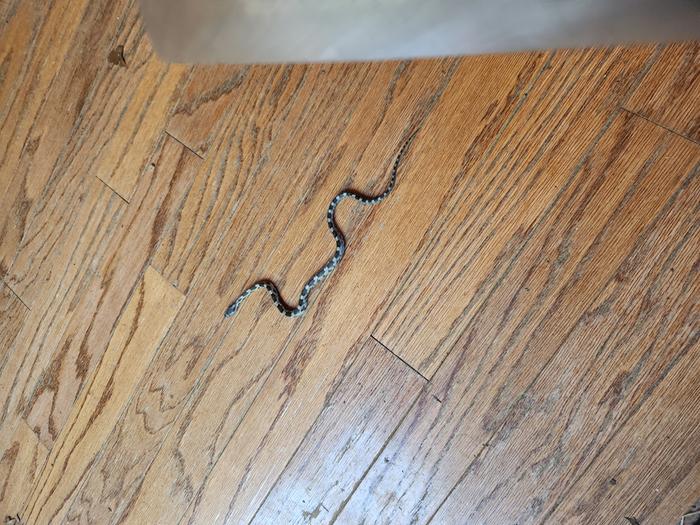 This one was distinctly UNWELCOME, in my living room, thank you very much!