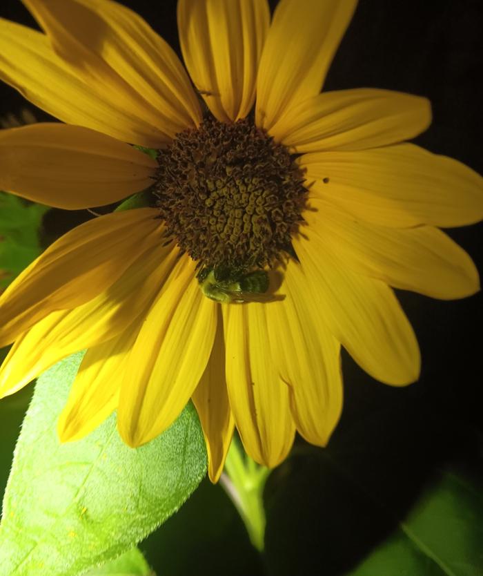 Bumblebee sleeping