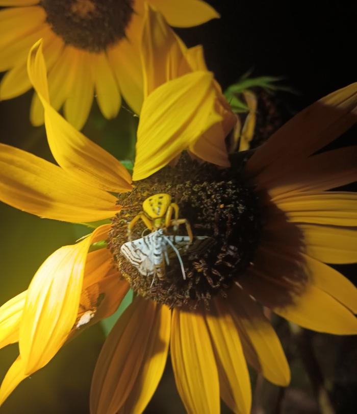 Crab spider at work